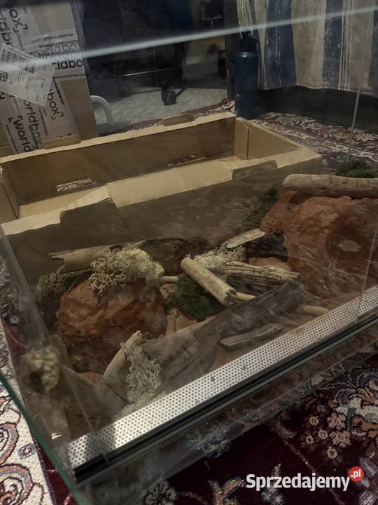 Wąż Pyton królewski Piebald Pied SMILE cb21 Gady i płazy sprzedam