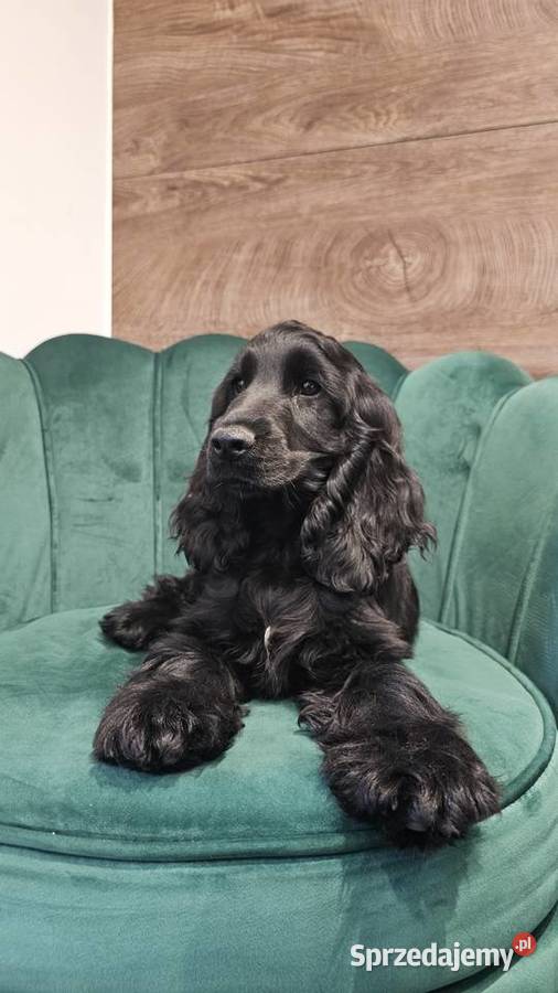 Cocker Spaniel Angielski opolskie Jasienie