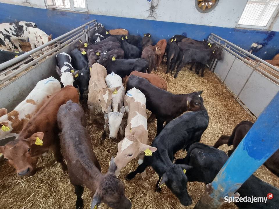 Byczki Jalowki Mięsne SM LM angus MM Ostrów Wielkopolski