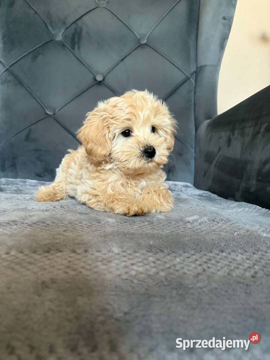 Szczeniaki Maltipoo 8 tyg Kielce sprzedam