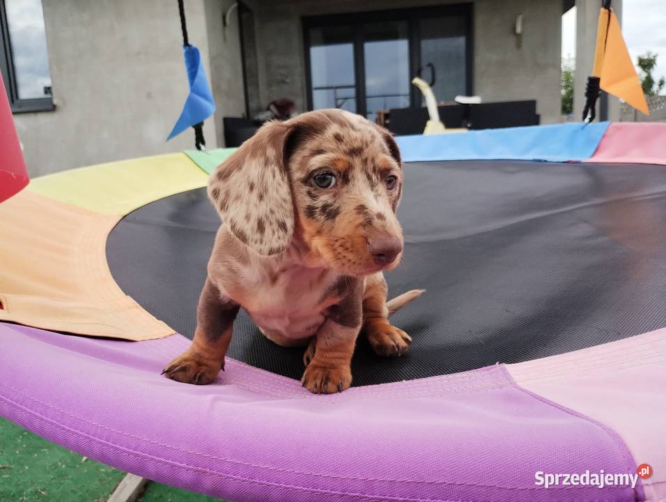 Jamnik Choco Merle Czekoladowy łódzkie