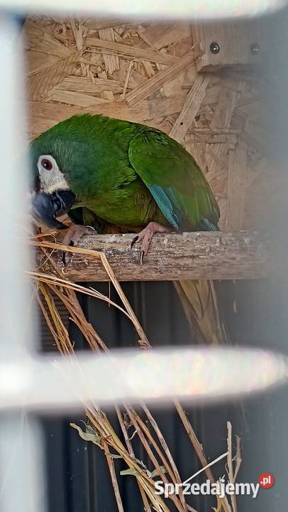 Ara maracana para dorosła Wieliczka