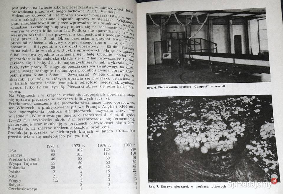 Pieczarka Krystian Szudyga Chełm