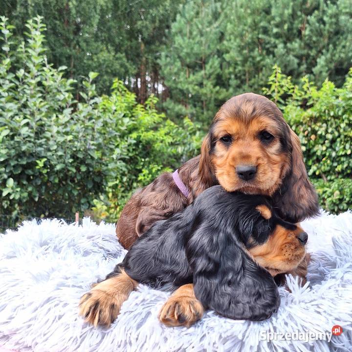 Cocker spaniel angielski Lubaczów