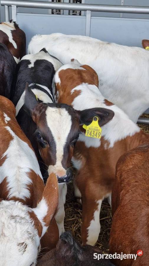 Byczki Jalowki Mięsne I mieszańce sprzedam