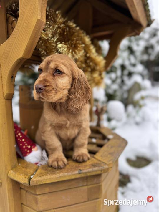 Jedyny taki Piękny piesek Cocker Spaniel mazowieckie Warszawa