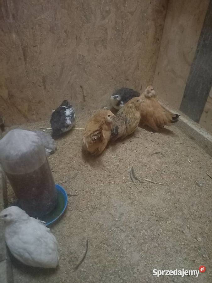 sprzedam kurki koguciki ozdobne