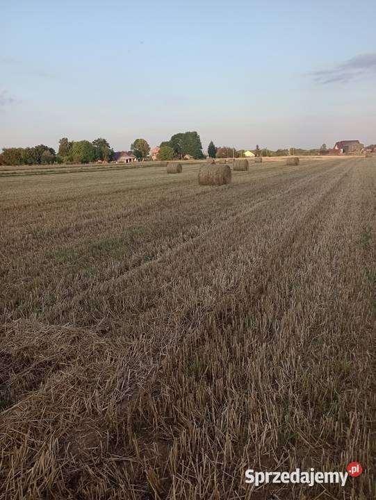 Słoma pszenna okrągłe bele Wola Zdakowska