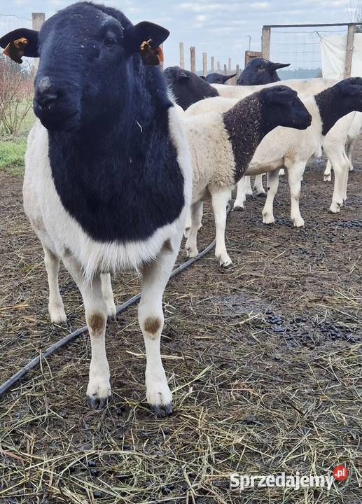 Baranek Dorper Kastrat Owce Baran kujawsko-pomorskie Cekcyn