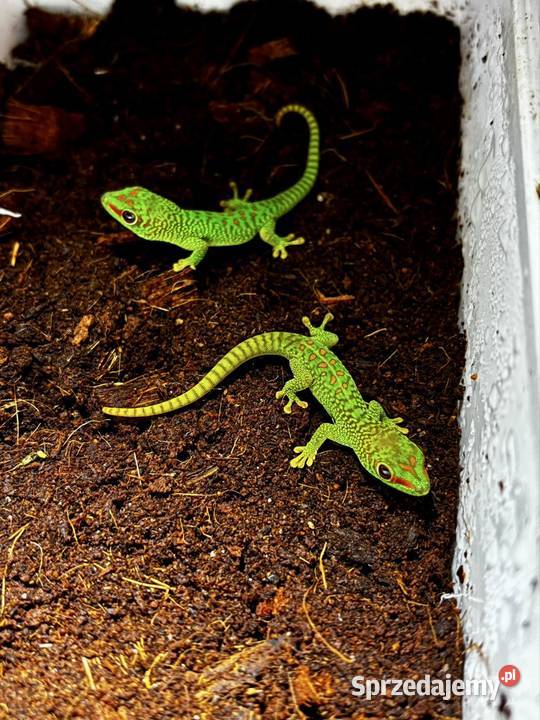 Gekon dzienny mlode Kąty Wrocławskie sprzedam