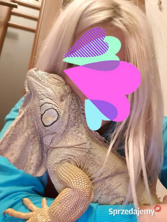 Sprzedam legwana zielonego Iguana Iguana lubelskie Lublin