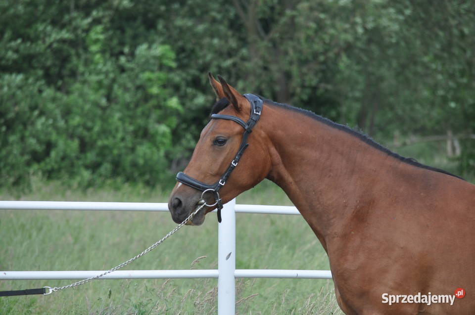 Klacz dwulatka przyszłościowa Mogielnica