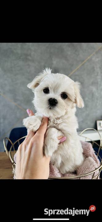 Śliczna suczka odbiór 0312 Wągrowiec sprzedam