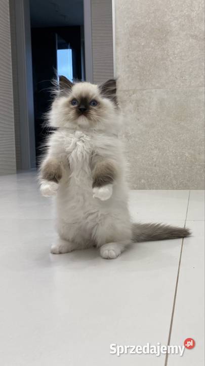Kocurek ragdoll prawdziwy międzynarodowy rodowód Ragdoll śląskie