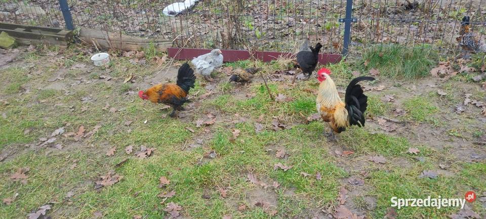 Kury liliputy sprzedam
