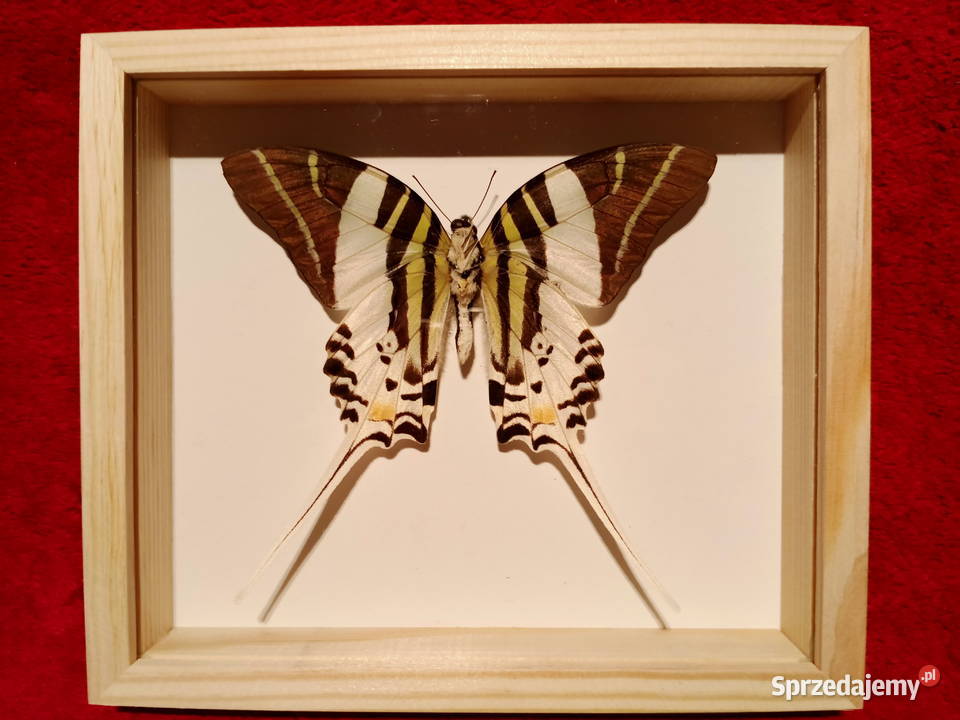 Motyl w ramce Graphium androcles Indonezja Szczecin