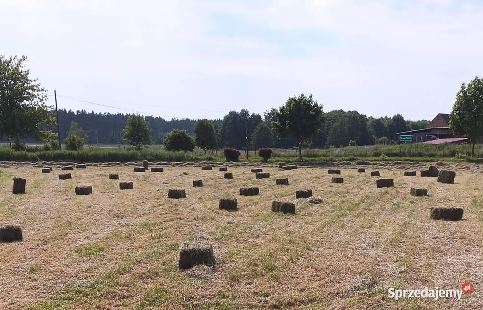 Siano w kostkach snopkach 2025 pachnące sprzedam
