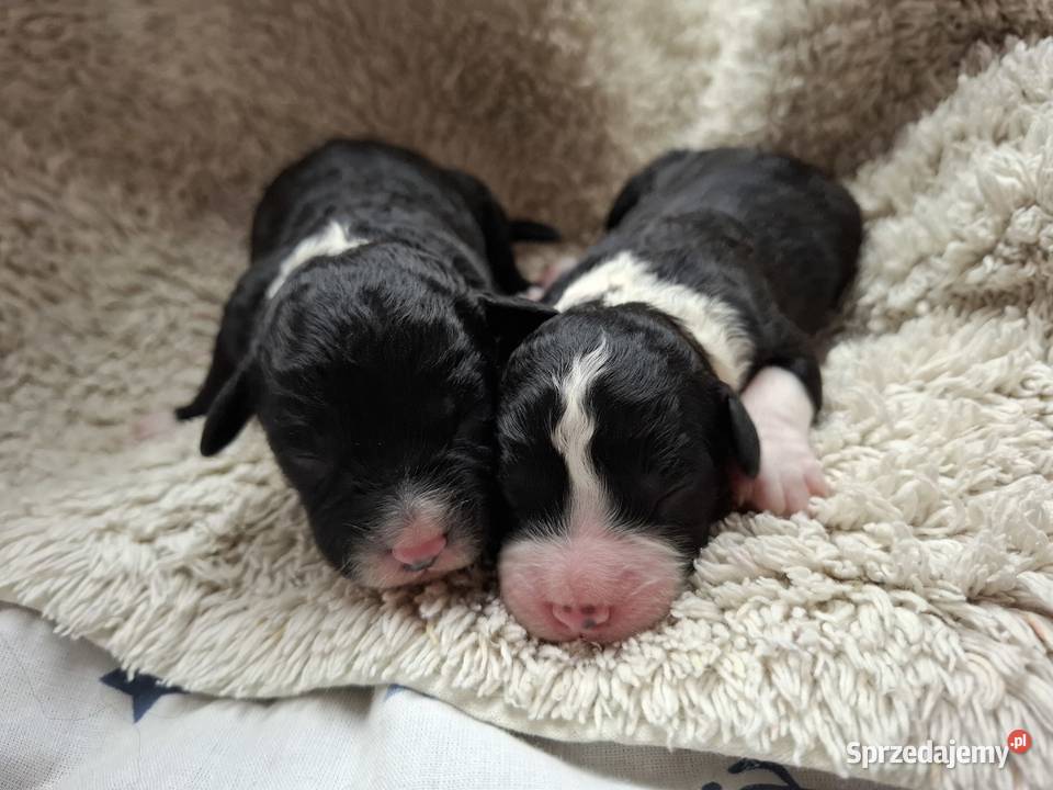 Portugalski pies dowodny szczenięta pieski Pozostałe Makówiec