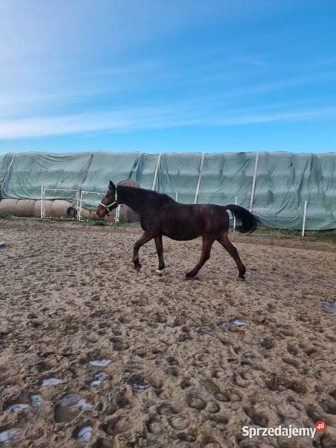 Sprzedam konia wałacha Gostyń