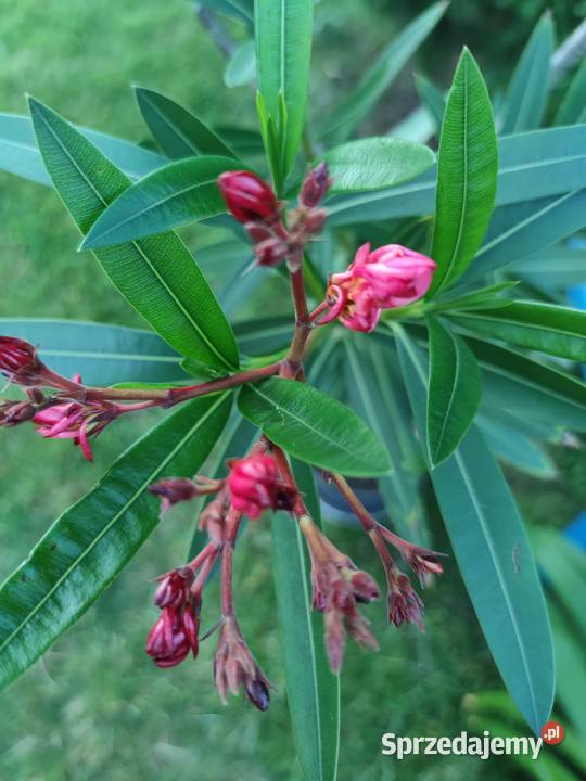 kwitnący smukły oleander 175 Balkonowe Dom i Ogród mazowieckie Józefów