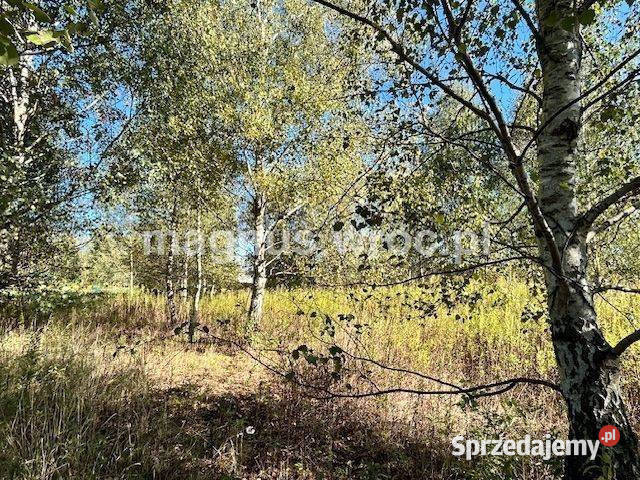 Duża działka na leśnym osiedlu w Miłoszycach budowlana dolnośląskie Miłoszyce