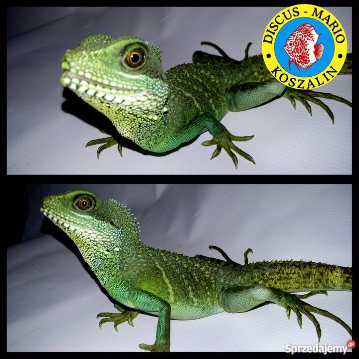 Agama błotna samica Pozostałe Koszalin sprzedam