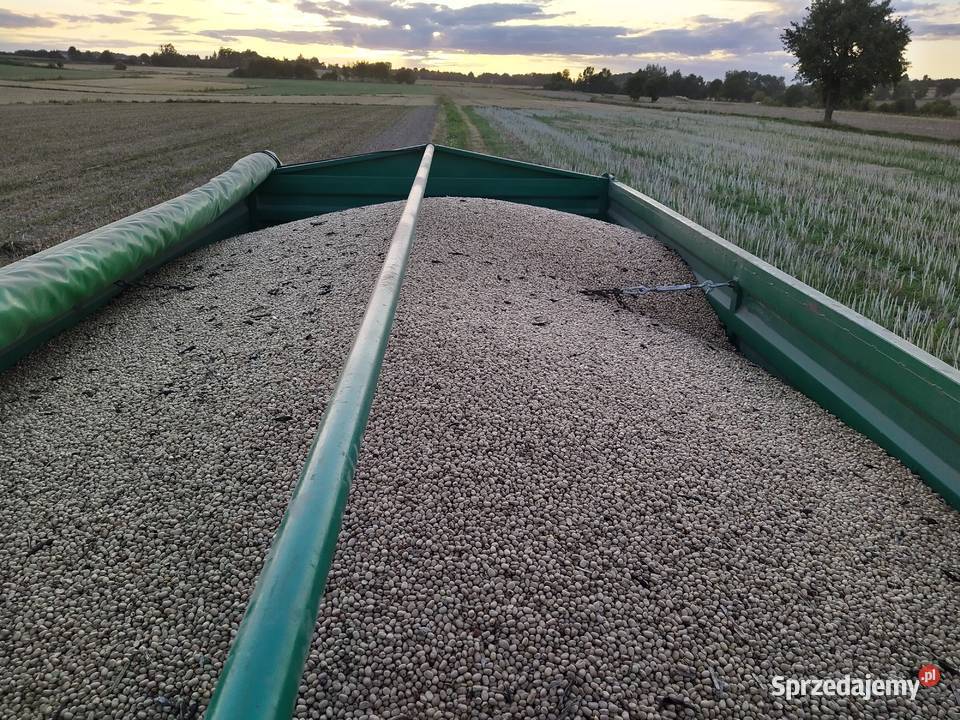 Bobik Trumpet lubelskie Sobieska Wola Druga