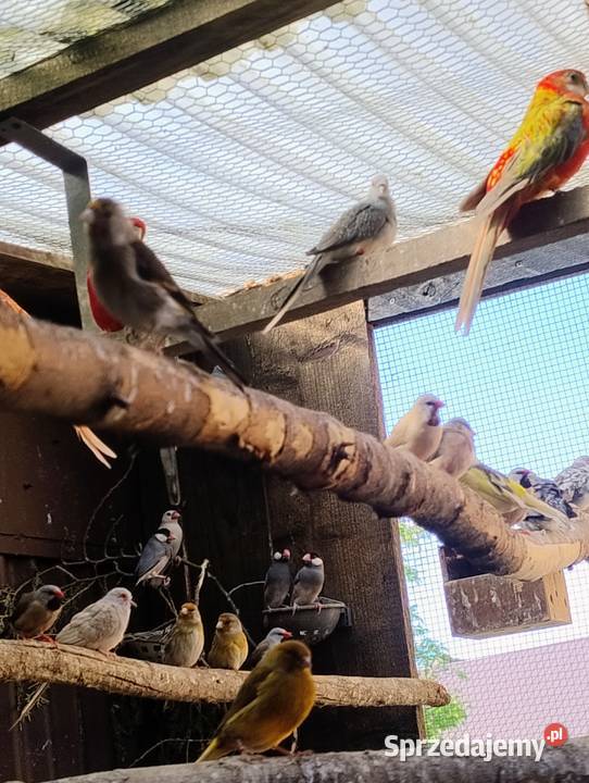 Ptaki 24 i 25 Łysa Góra