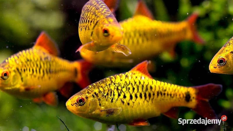 Brzanka brokatowa Brzanka Schuberta Brzanka pomorskie Gdańsk