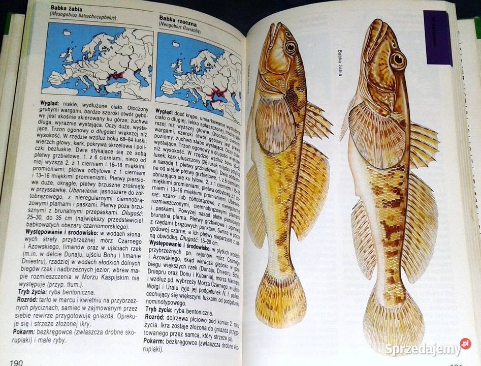 Ryby Słodkowodne Leksykon Przyrodniczy lubelskie Chełm