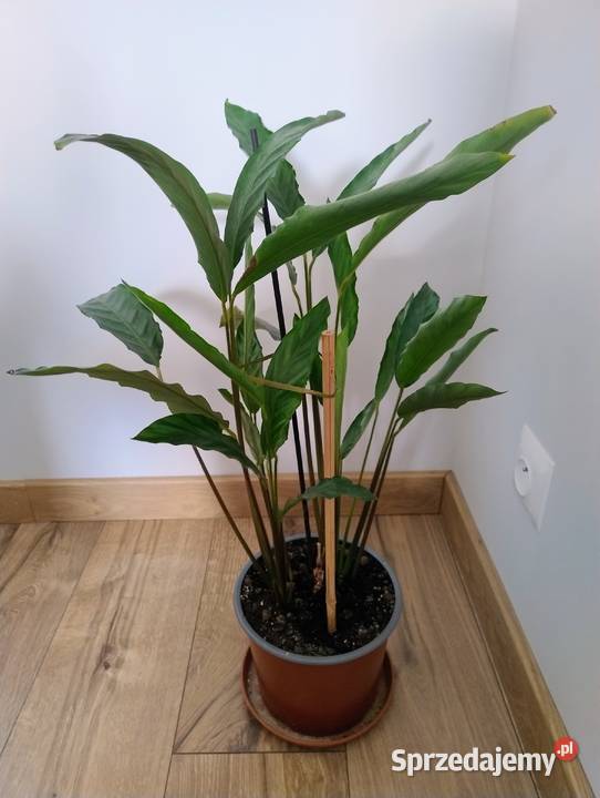 Piękna gęsta Kalatea Calathea zdrowa roślina wielkopolskie