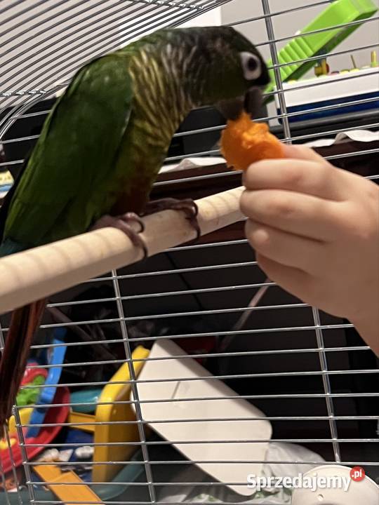 Sprzedam oswojona rudosterke wielkopolskie Stobno Siódme sprzedam