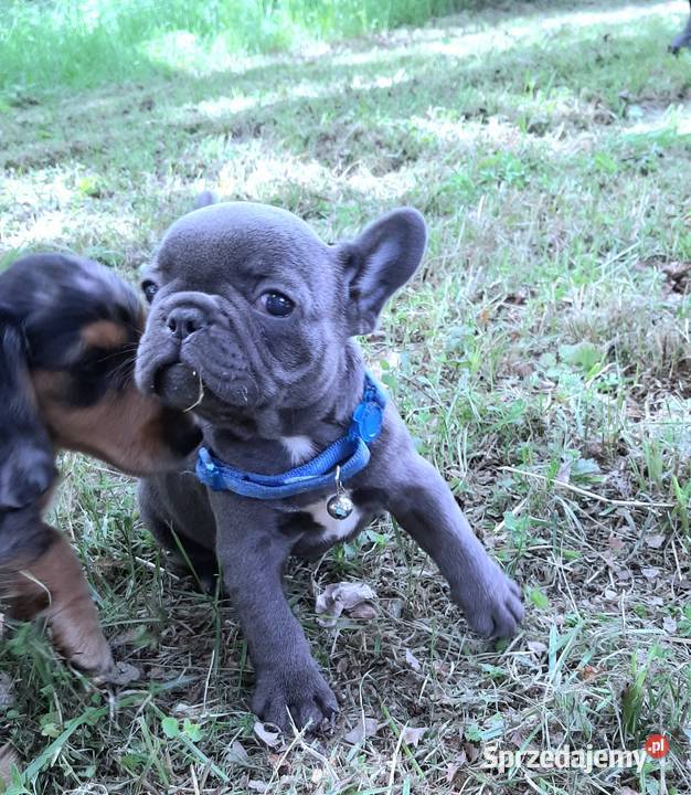 Buldog francuski przepiekne suczki sprzedam