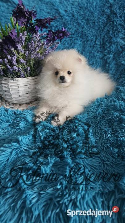 Szpic MiniaturowyPolski piesek Cream PASZPORT Sędziejowice