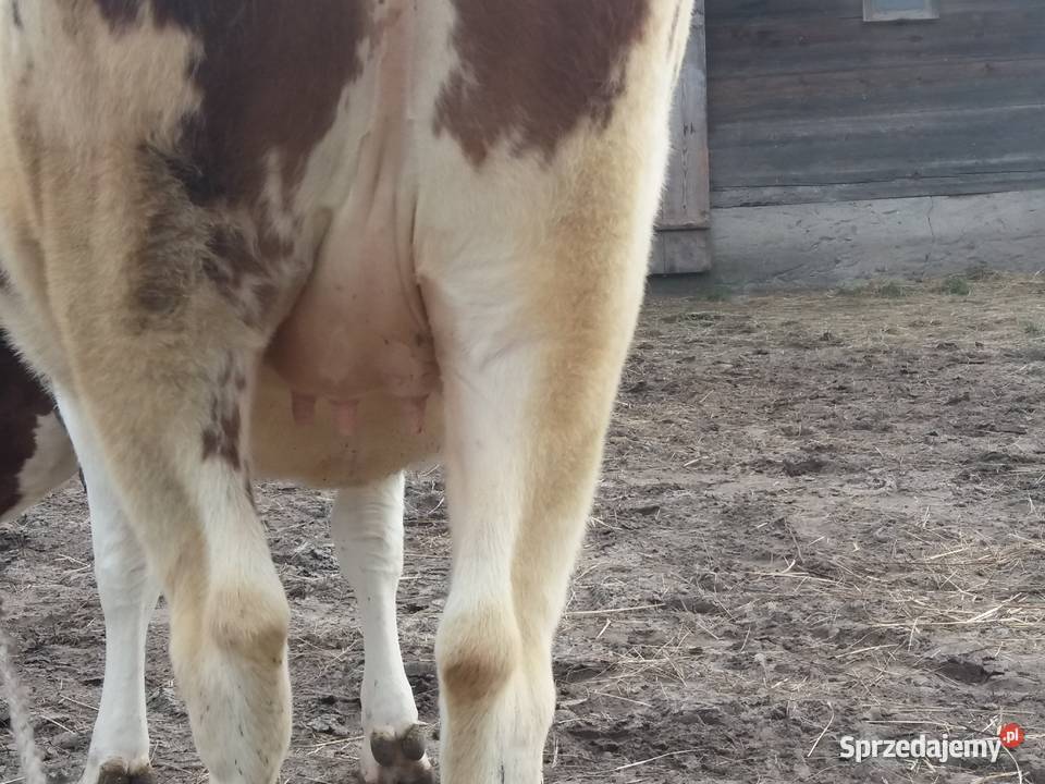 Jałówka cielna mleczna biało czerwona Twarogi
