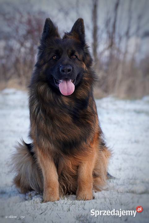 Owczarek niemiecki długowłosy ZKwP FCI z pełną Owczarek