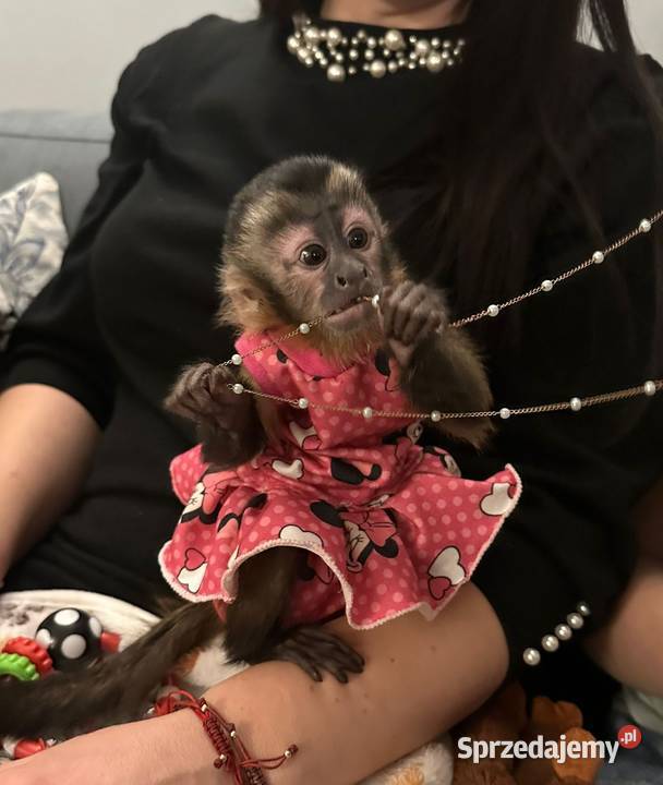 Kapucynka czubata dziewczynka mazowieckie Warszawa