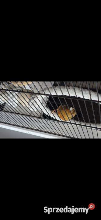 Kanarki śpiewające czerwone z koroną podkarpackie Jasło