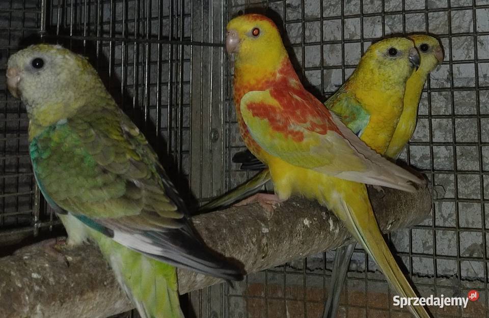Papugi rozelle białolice Zwierzęta Wodzisław Śląski