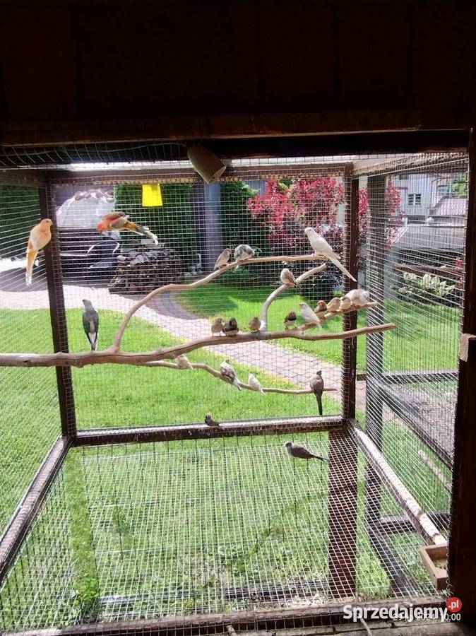 Zeberki młode Kościerzyna