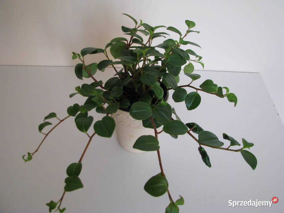 Mulenbekia piękna zdrowa roślinka ozdobna Brzegi