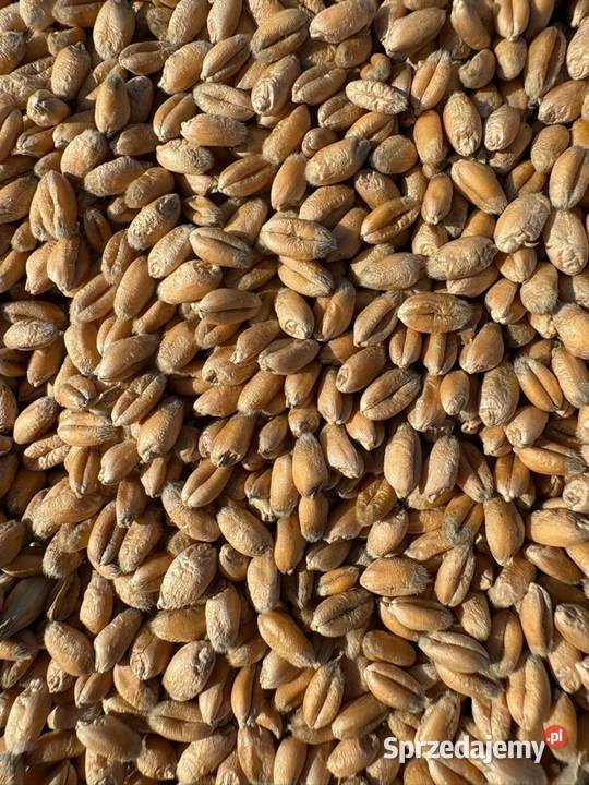 Pszenica Pszenżyto na sprzedaż Ciężkowice