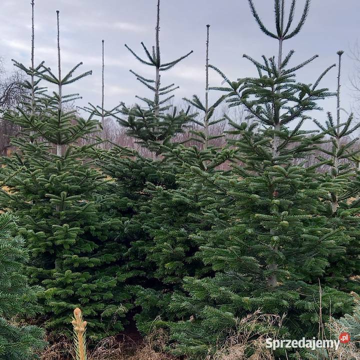 Choinki świerk jodła hurt detal Śniadka Druga