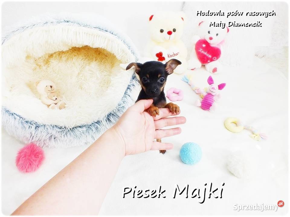Pinczer miniaturowy Ratlerek tzwsarenka MINI Żary