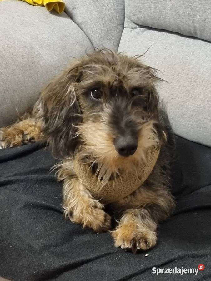 Jamnik szorstkowłosy Jamnik sprzedam