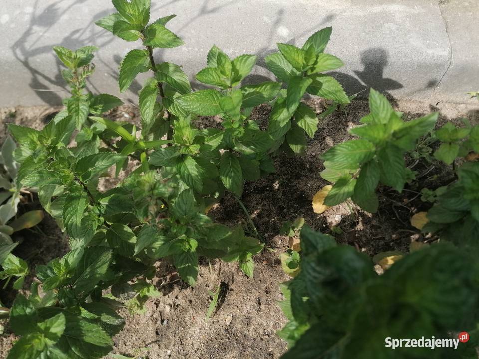 Mięta ogrodowa dojrzała roślinaZioło wieloletnie Łódź
