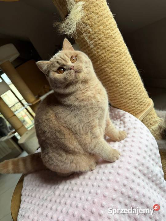 Cudowny kremowy kocurek z legalnej hodowli Perła śląskie Dąbrowa Górnicza sprzedam
