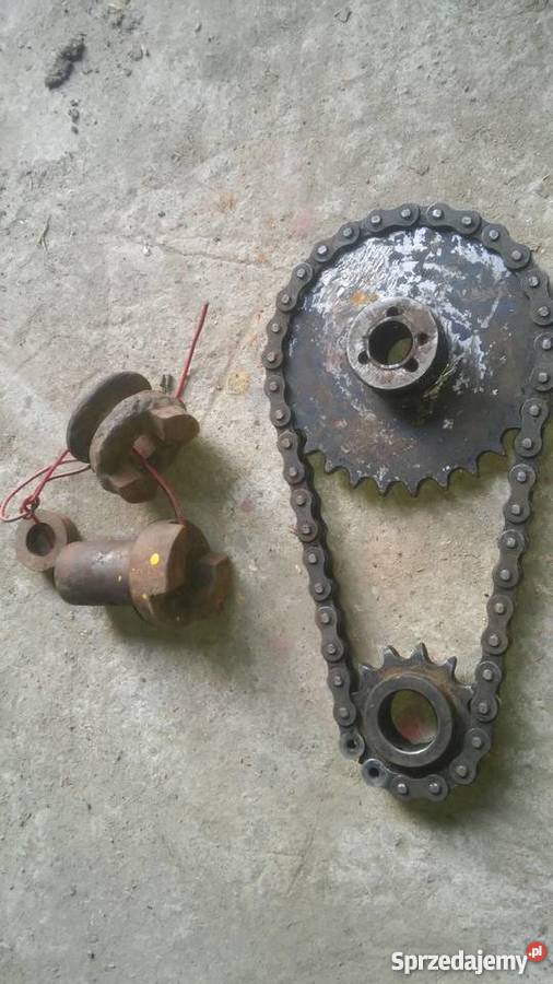 Zebatki wyciagarka lesna Brzozów