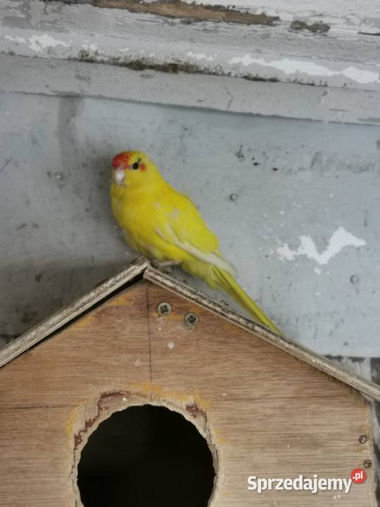 Sprzedam zamienię Maryszewice