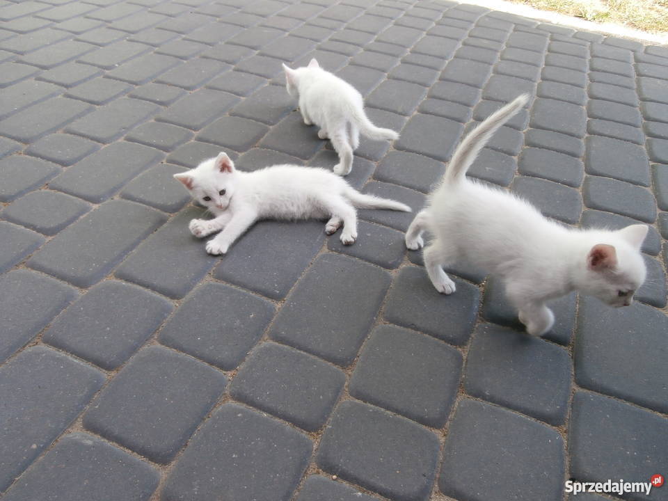 Biała Kotka Pozostałe Radom